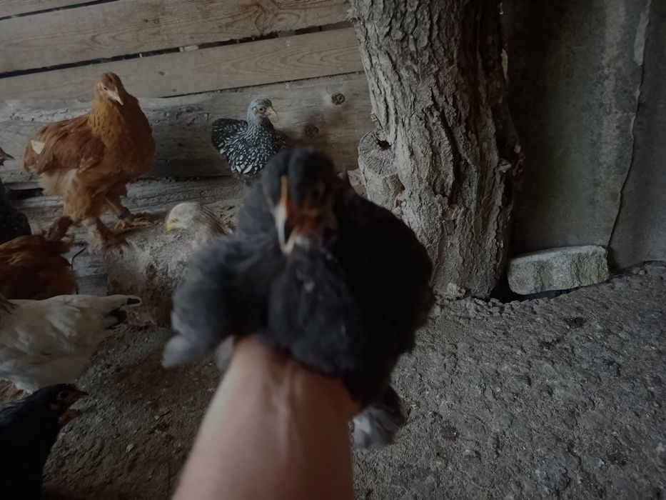 Vând pui cochinchina pituc și altele
