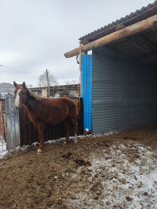 Срочно Продам кобылу