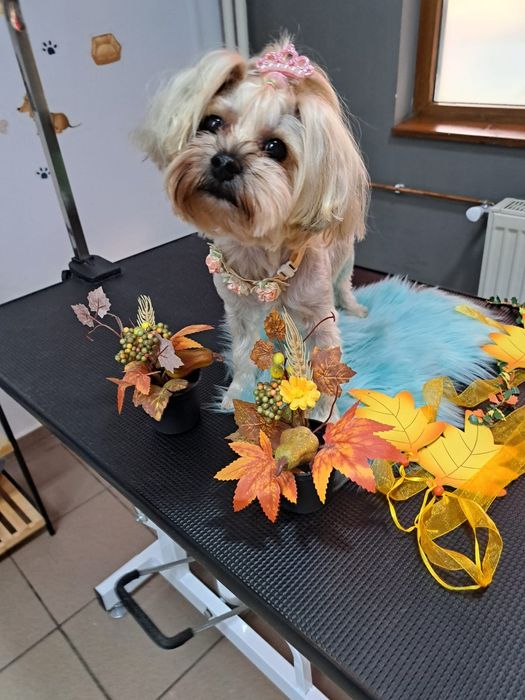 Frizerie coafura canina