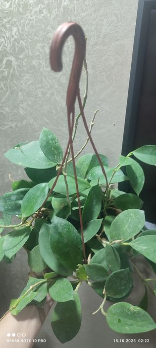 Хойя разных сортов