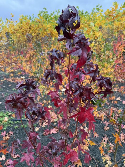 Arborele de guma - Liquidambar styraciflua