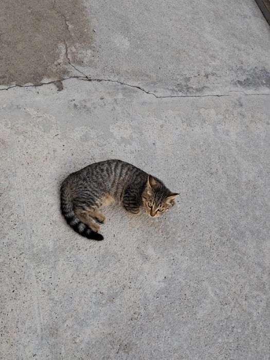 Котята (девочки)