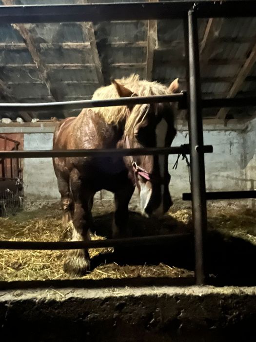 Iapa de vanzare monta ecografiata