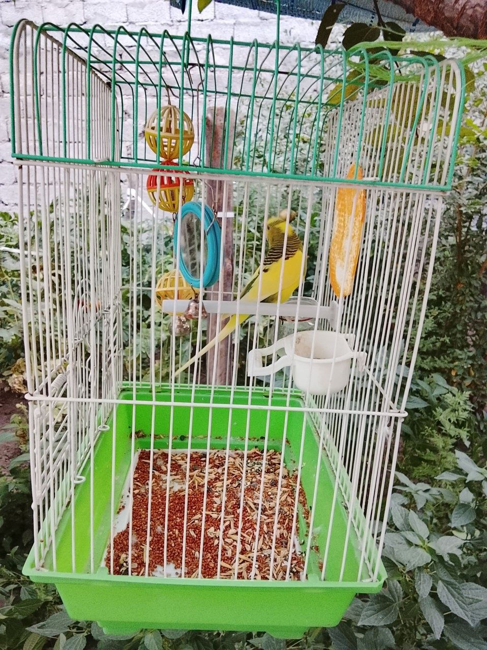 Toti va qafaslar sotiladi