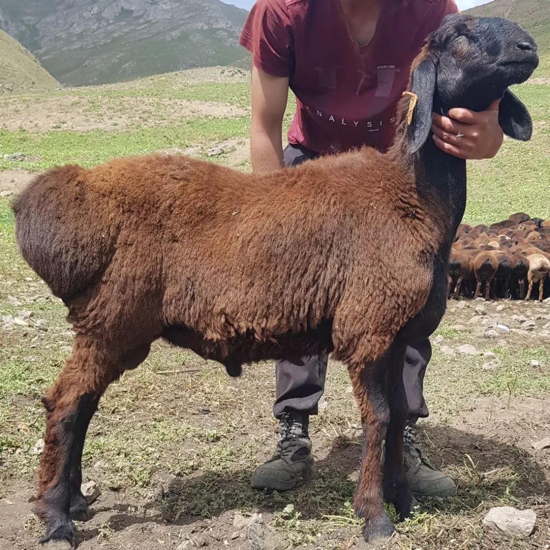 Qochqor sotiladi