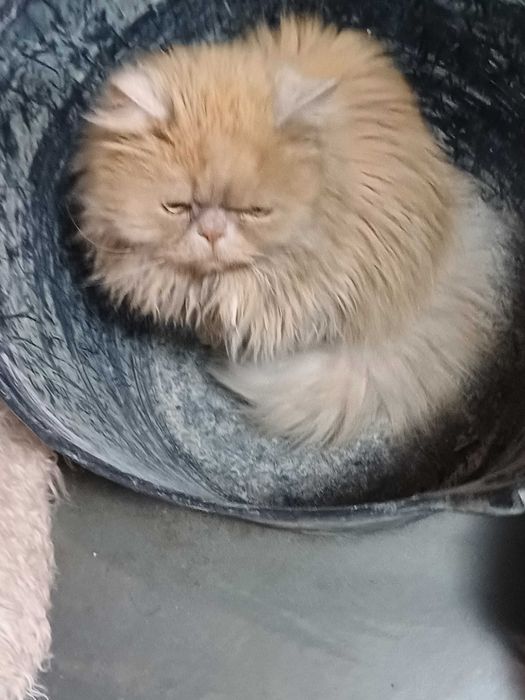 Персийска котка, свободна в добър дом.  Persian Cat free to good home