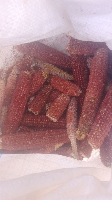 Vând ciocani de afumat caș