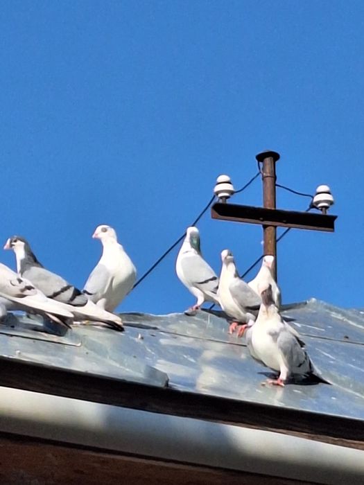 Porumbei Galateni de joc