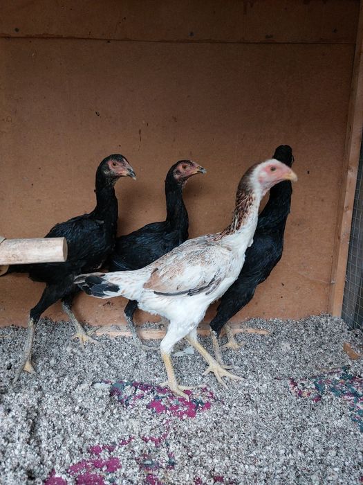 Makiyon tovuq shamo korea