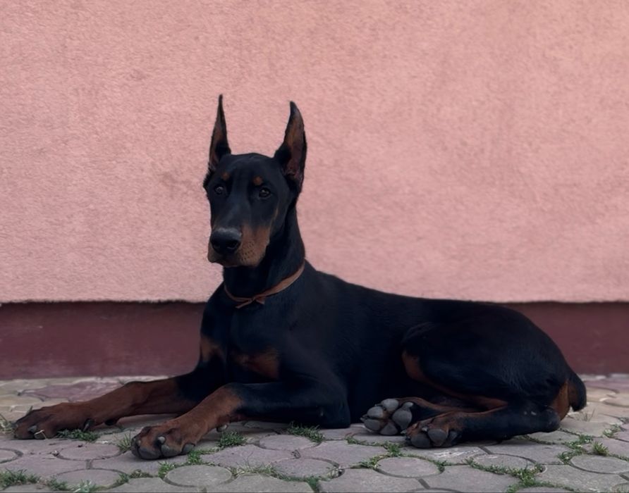 Black Friday! Cățeluș Doberman cu 30% reducere cu pedigree