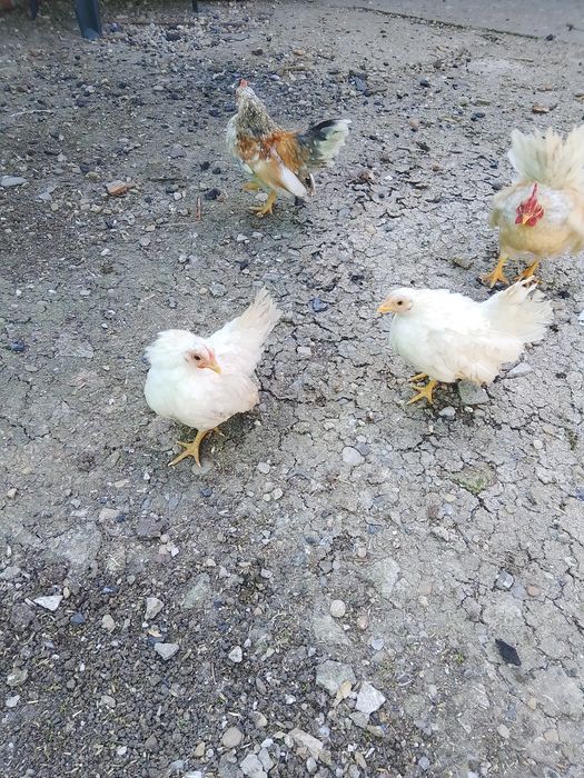 Pui, oua și găini Serama