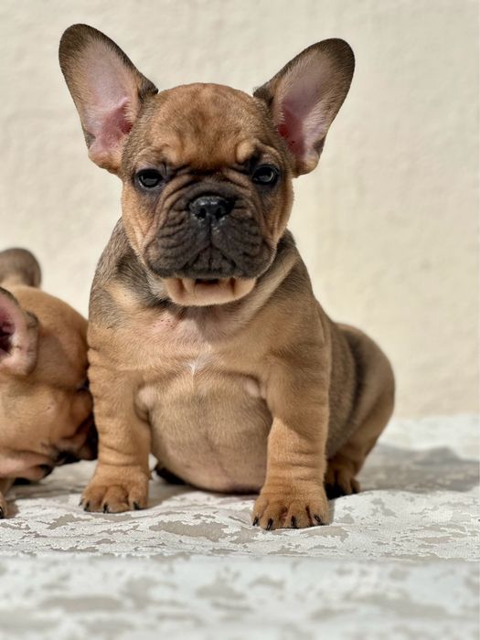 Французский бульдог