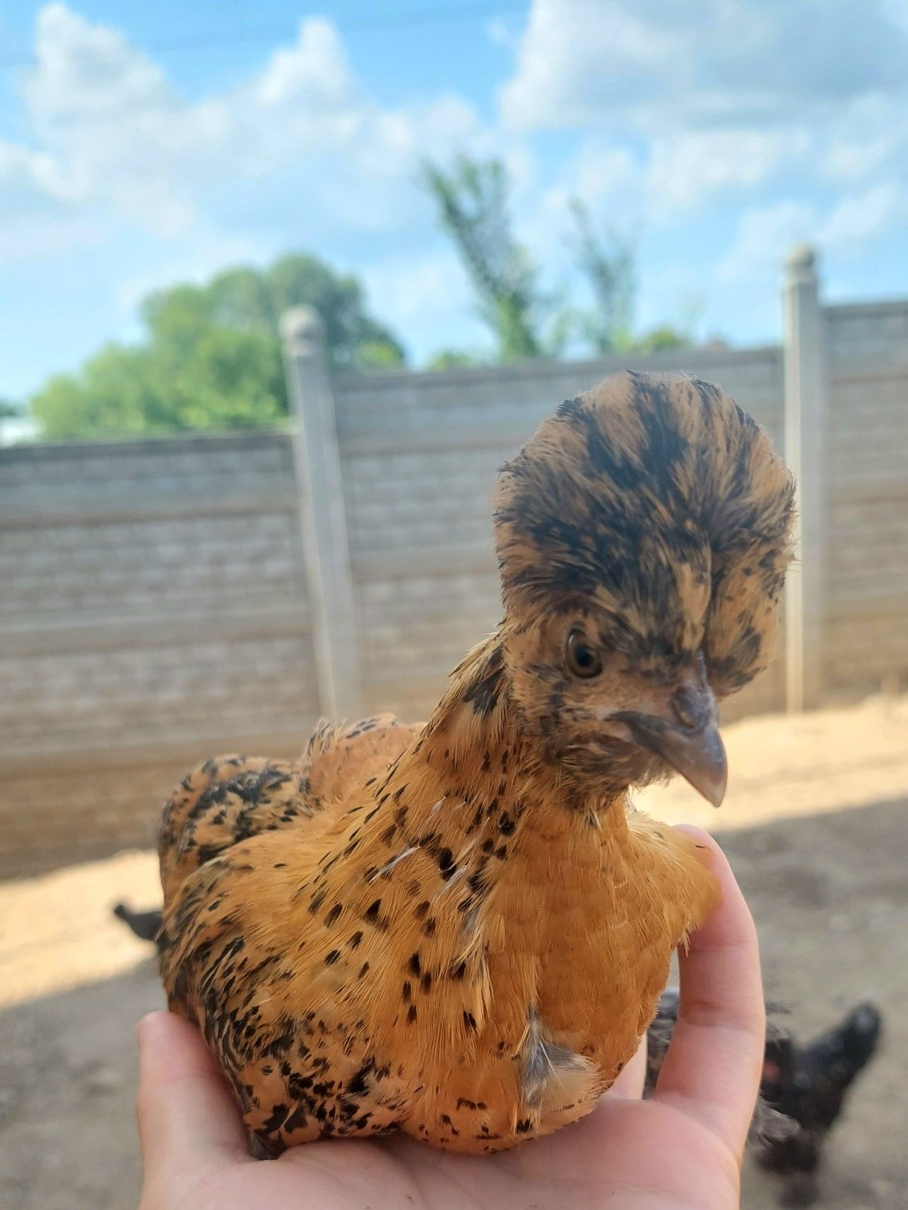 Pui pitici Struma Bantam