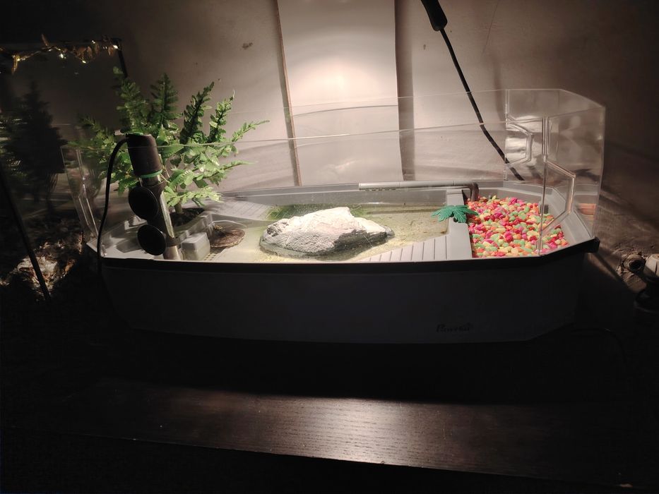 Vând terariu broscuță țestoasă/ reptile