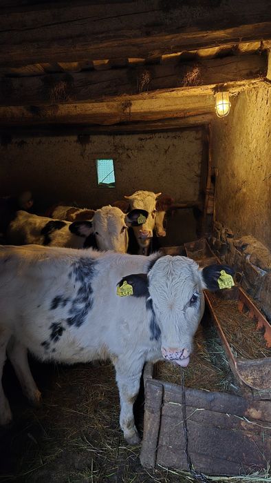 Vand vitei belgieni.