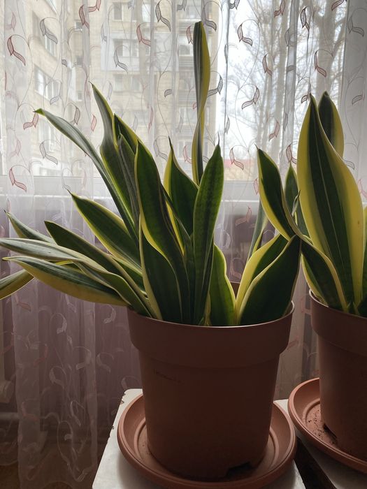 Продам домашние цветы Сансиеверия