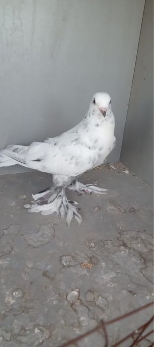 Голубь самец 2000тг