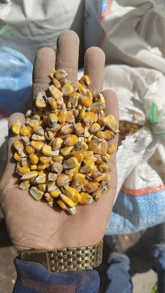 Кукуруза в мешках Жүгері қапталған