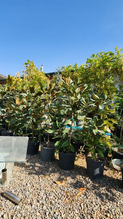 Магнолия. Грандифлора . Литл Джим. Буйи 1.20 - 1.40 см.