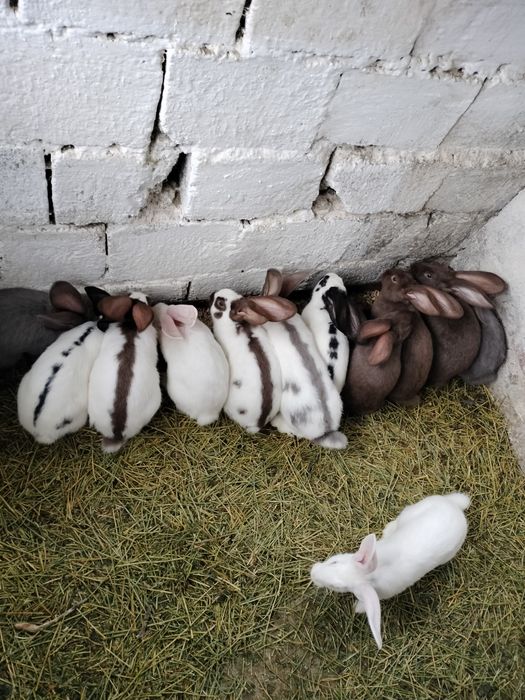 Vând iepuri frumosi