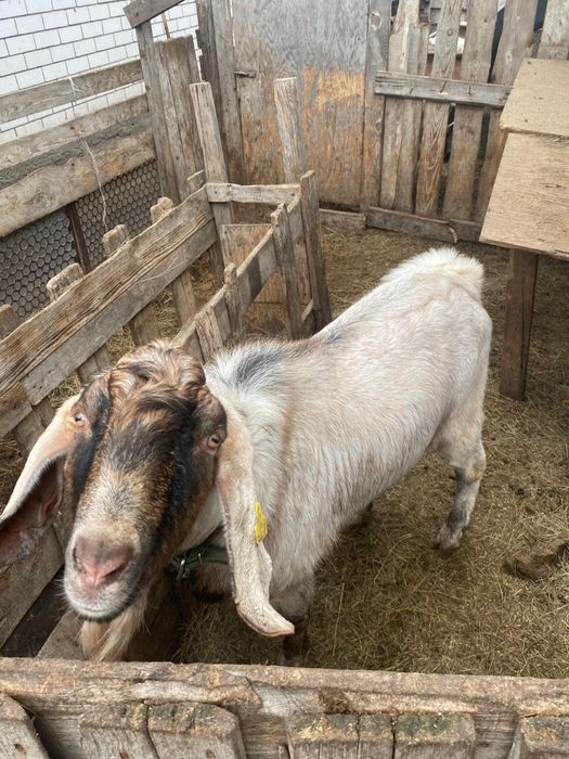 Продается козёл (англо-нубийский)