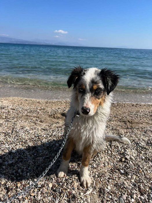 Красив австралийски овчар – мъжки, роден на 01.05.2023, търси нов дом