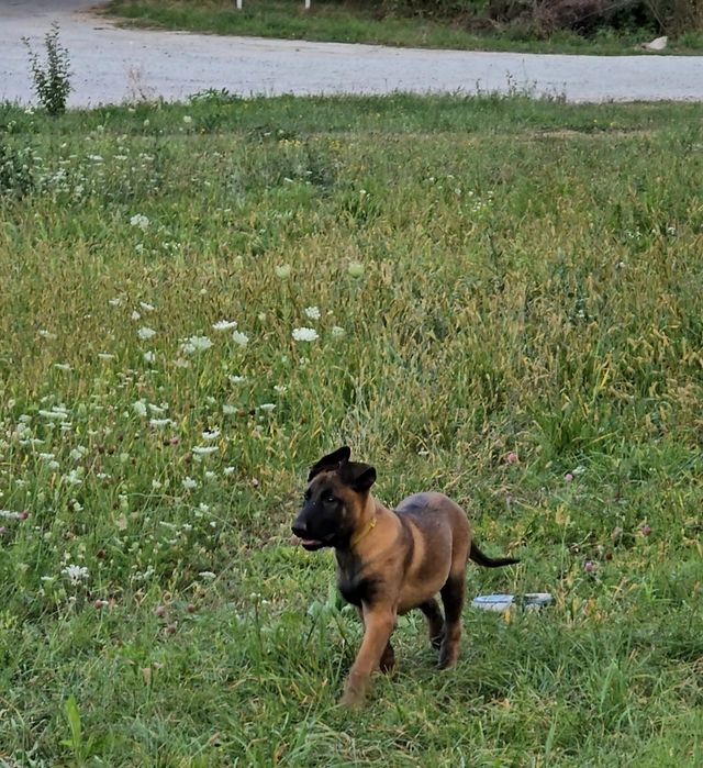 Ciobănesc belgian malinois femela