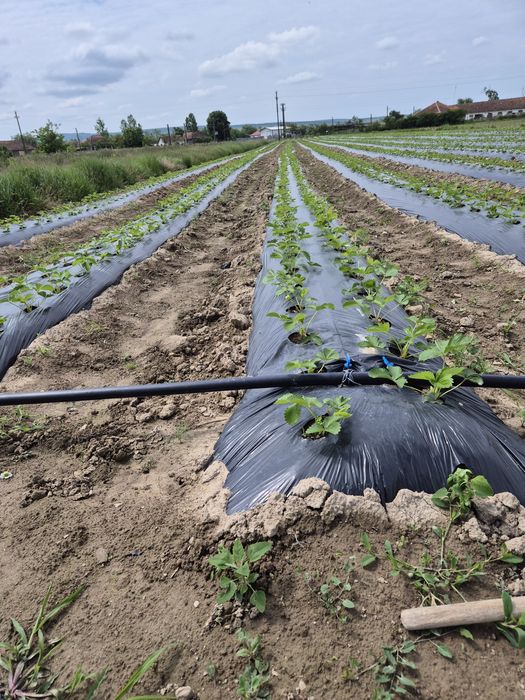 Vand stoloni de căpșuni