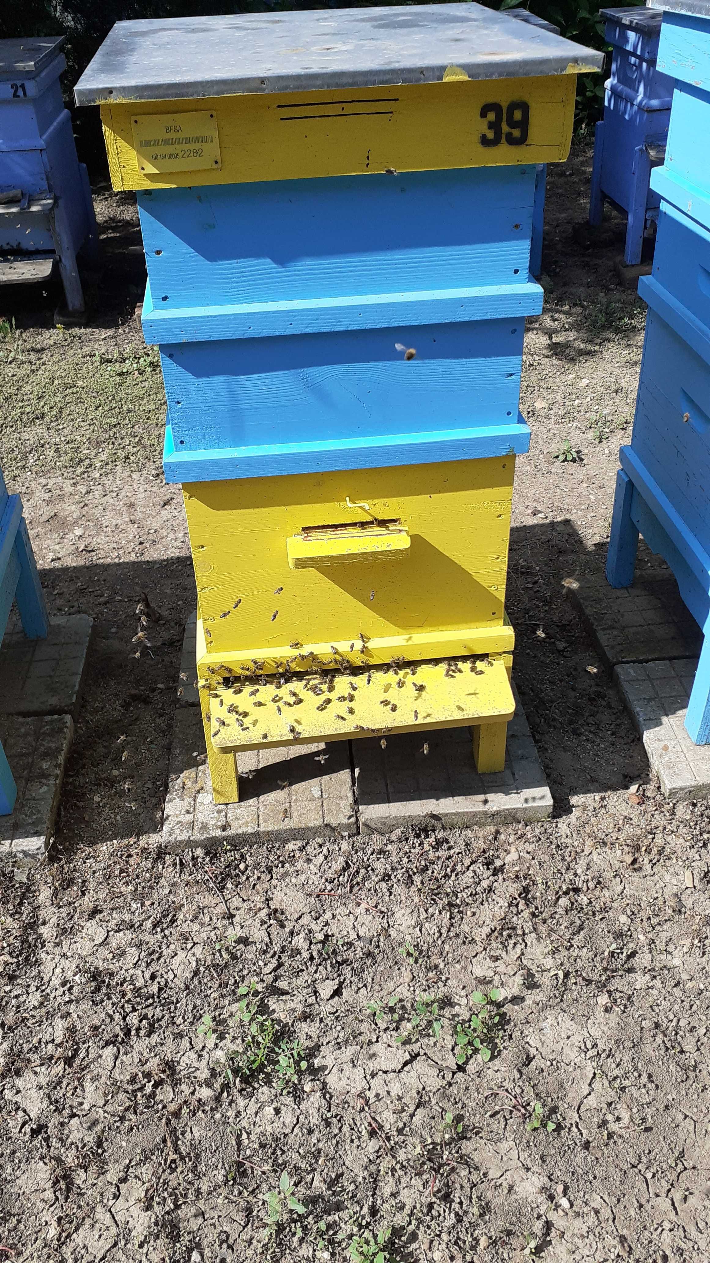 Пчелни отводки и рояци