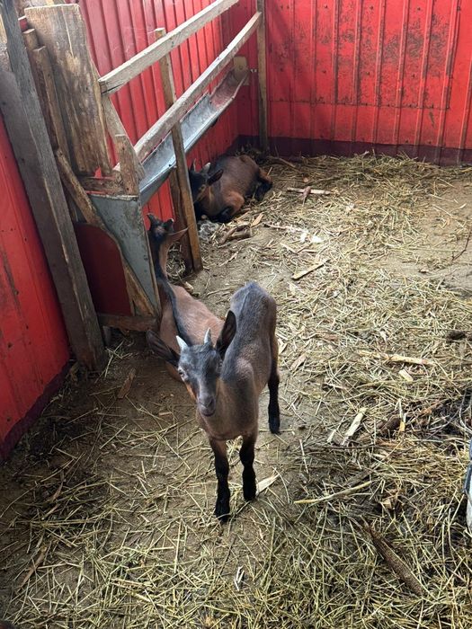 Iezi capra rasa alpina franceza