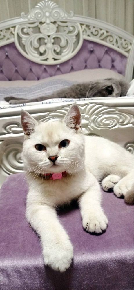 Мушукча сотилади Киз бола