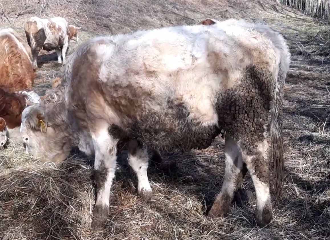 Juninca de vanzare sau schimb ,vaca