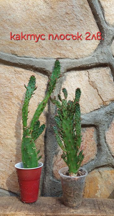 Стайни и градински растения на супер цени.