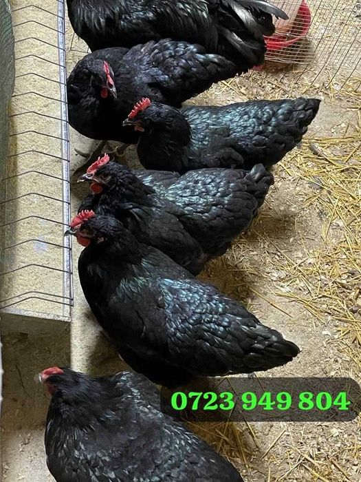 Pui de o zi si oua incubat Brahma Marans Sussex La Bresse Australorp