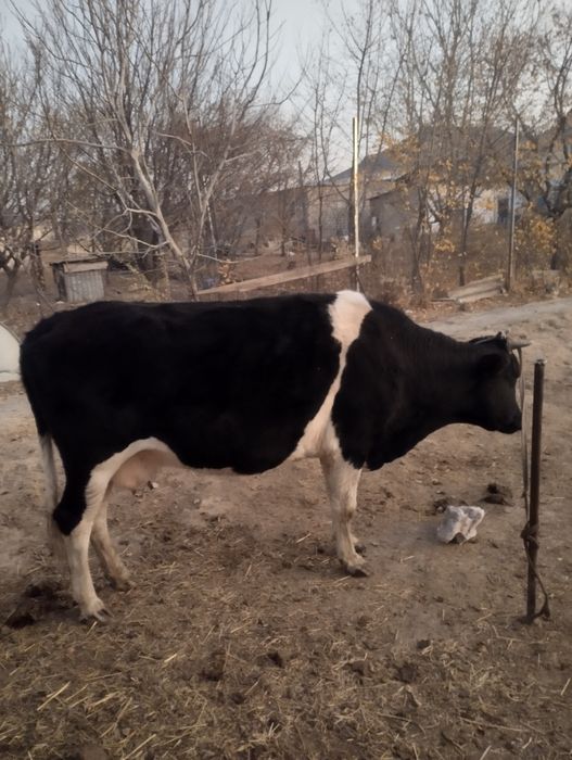 Сыйыр сатылады буаз