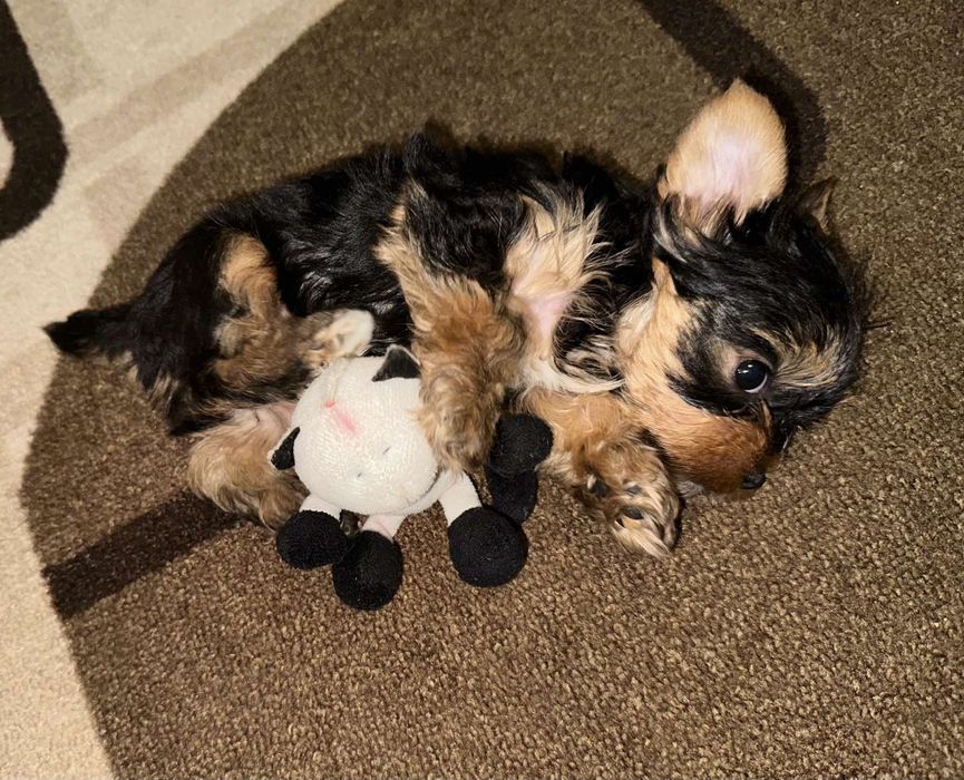 Йоркшерски териер Мини момиченца