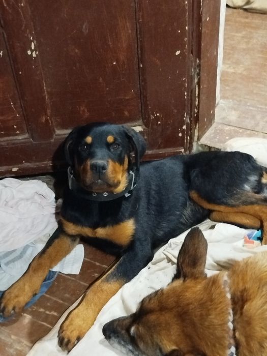 Ротвайлер 5 месеца