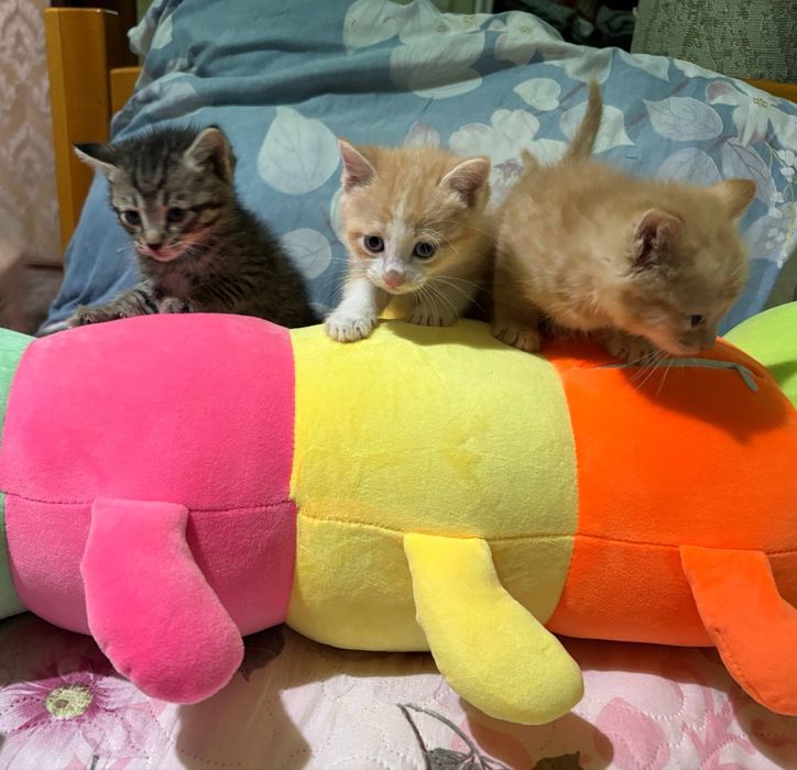 Котята домашние ласковые