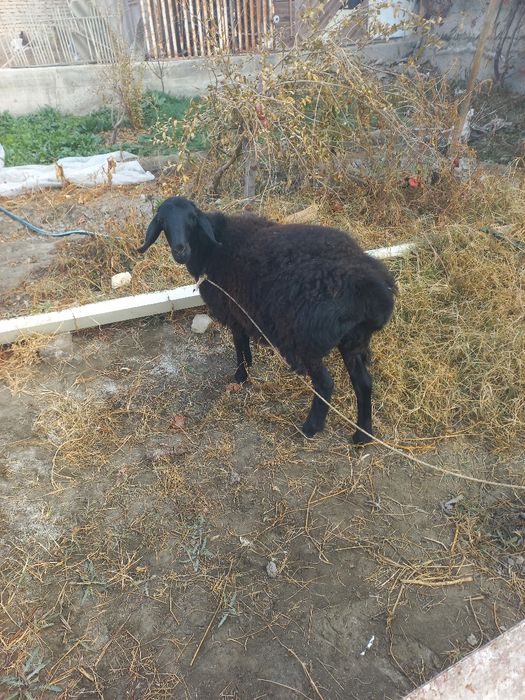 Сурхандарёдани моли сотилалади