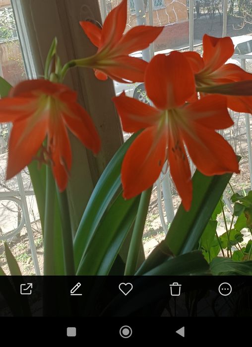 Продам Амариллис