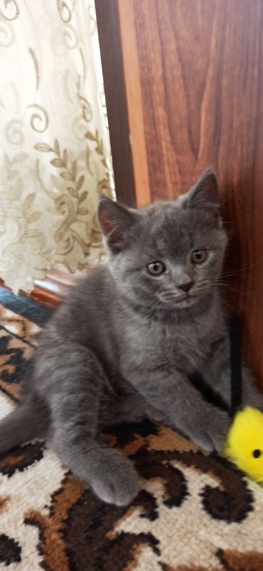 Продаются котята скоттиш страйт