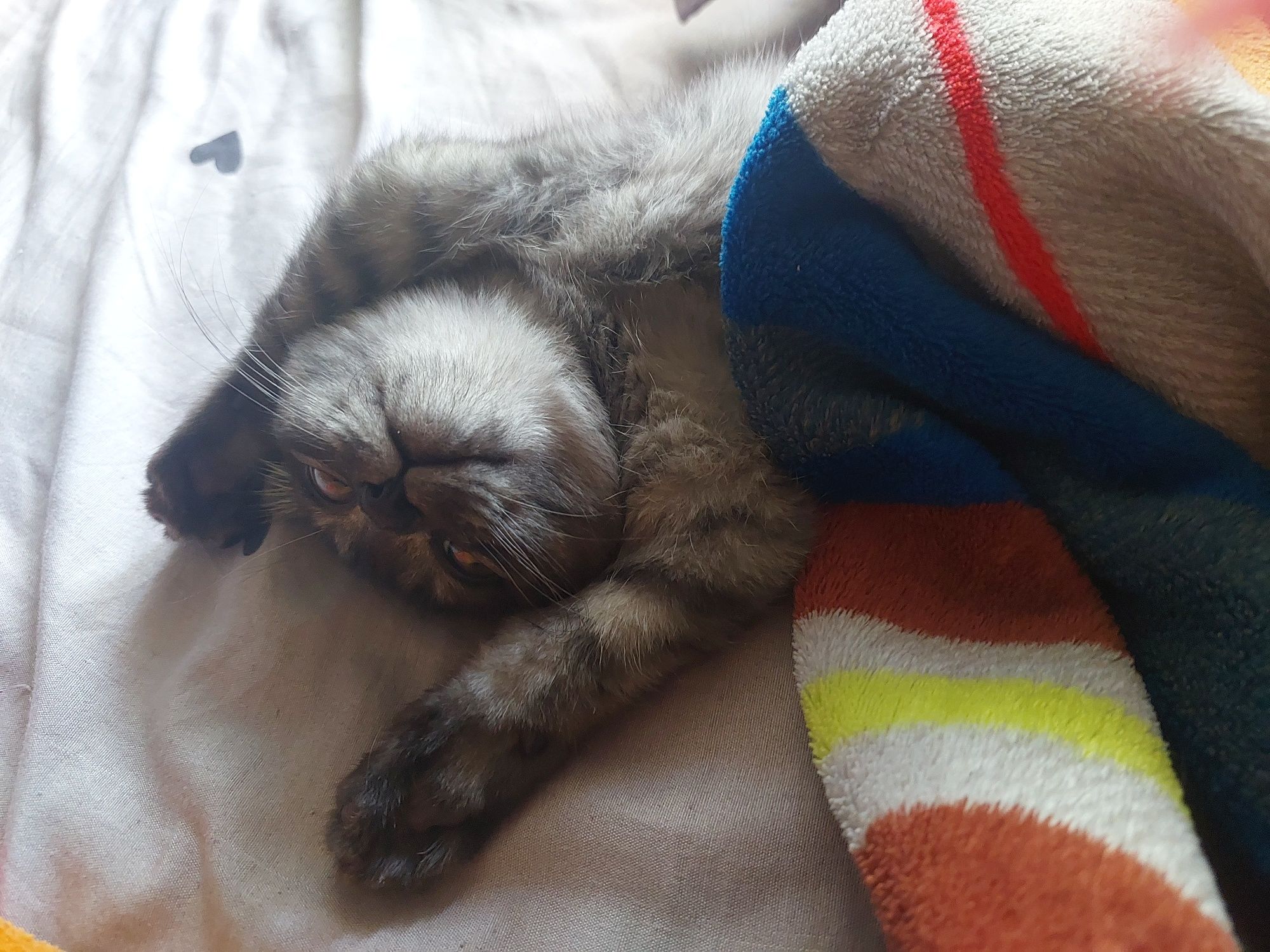 Вислоухая кошечка