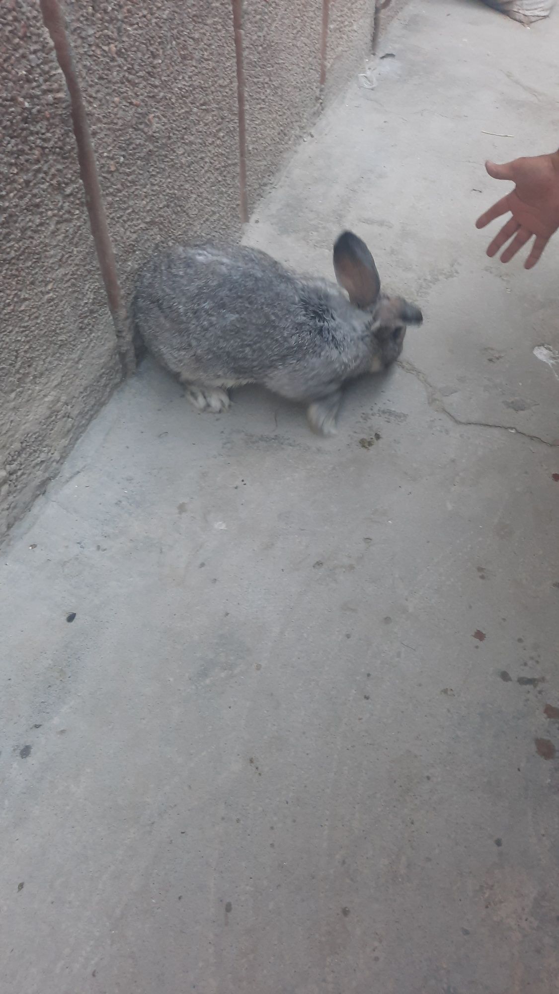 Quyonlar sotiladi vilikan Flander zoti zur yow quyonlar