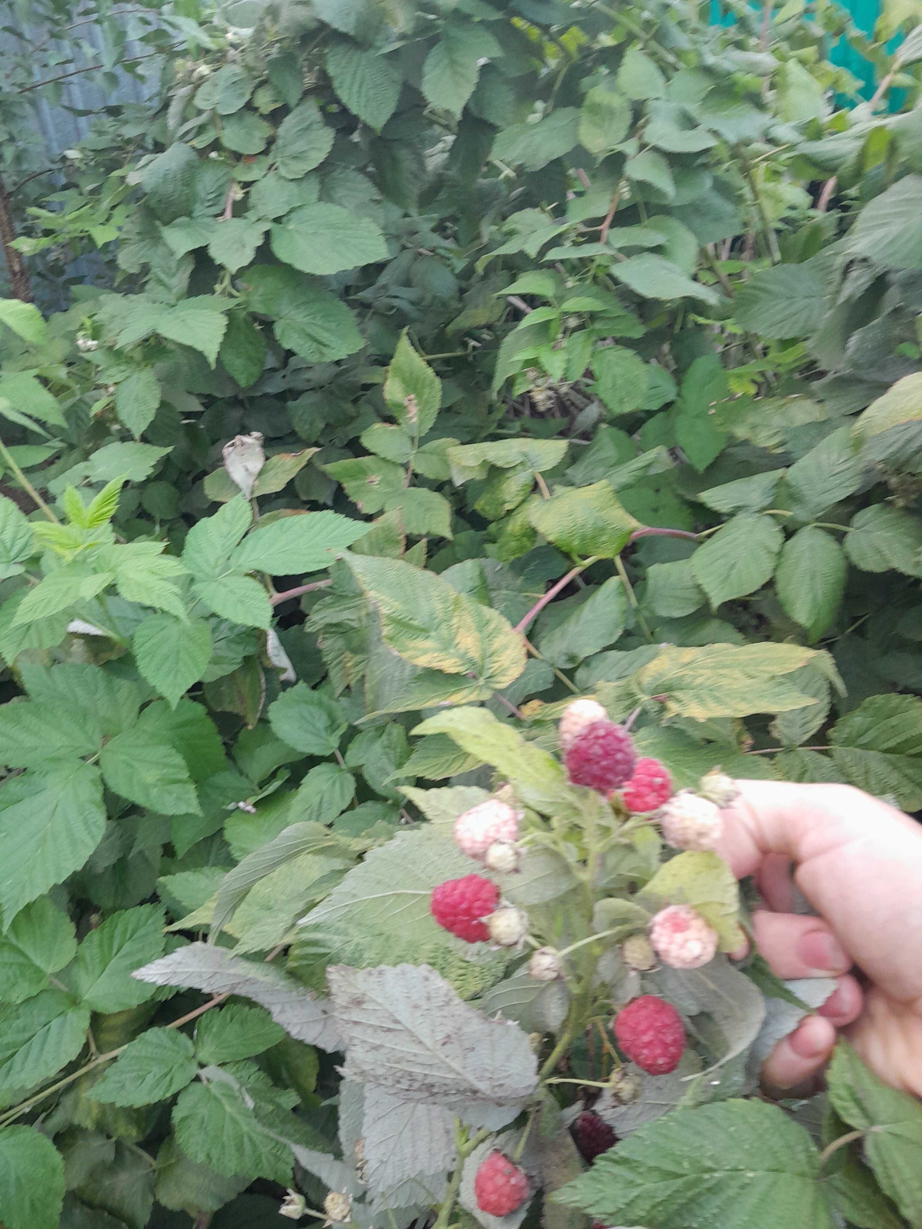 Продам яблоки сладкие с дерева
