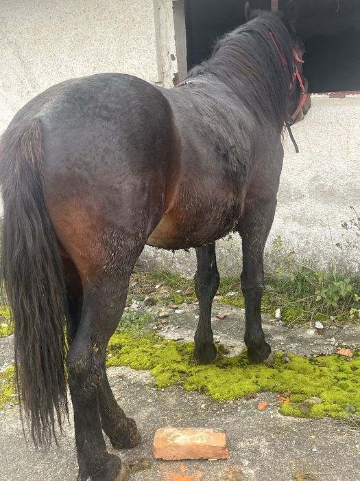 Vand armasar de doi ani