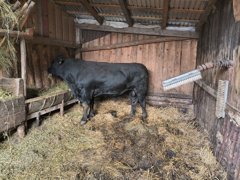 Taur Angus pentru reproductie