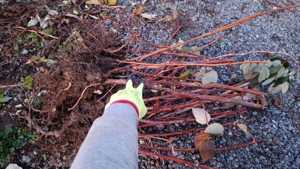 Servicii peisagistica, întretinere,tăieri pomi fructiferi/arbust/flori