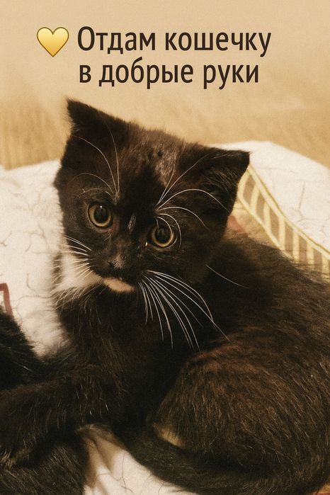 Отдам котёнка в добрые руки
