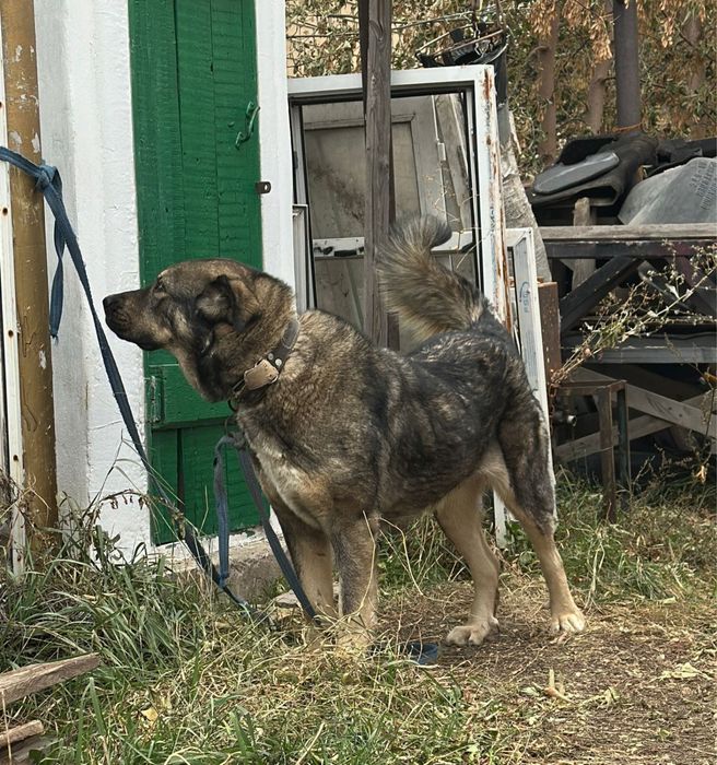 Прлдам суку. Сао.