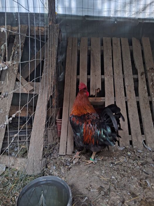 Cocosii araucana .marans.crem legbar. australorp